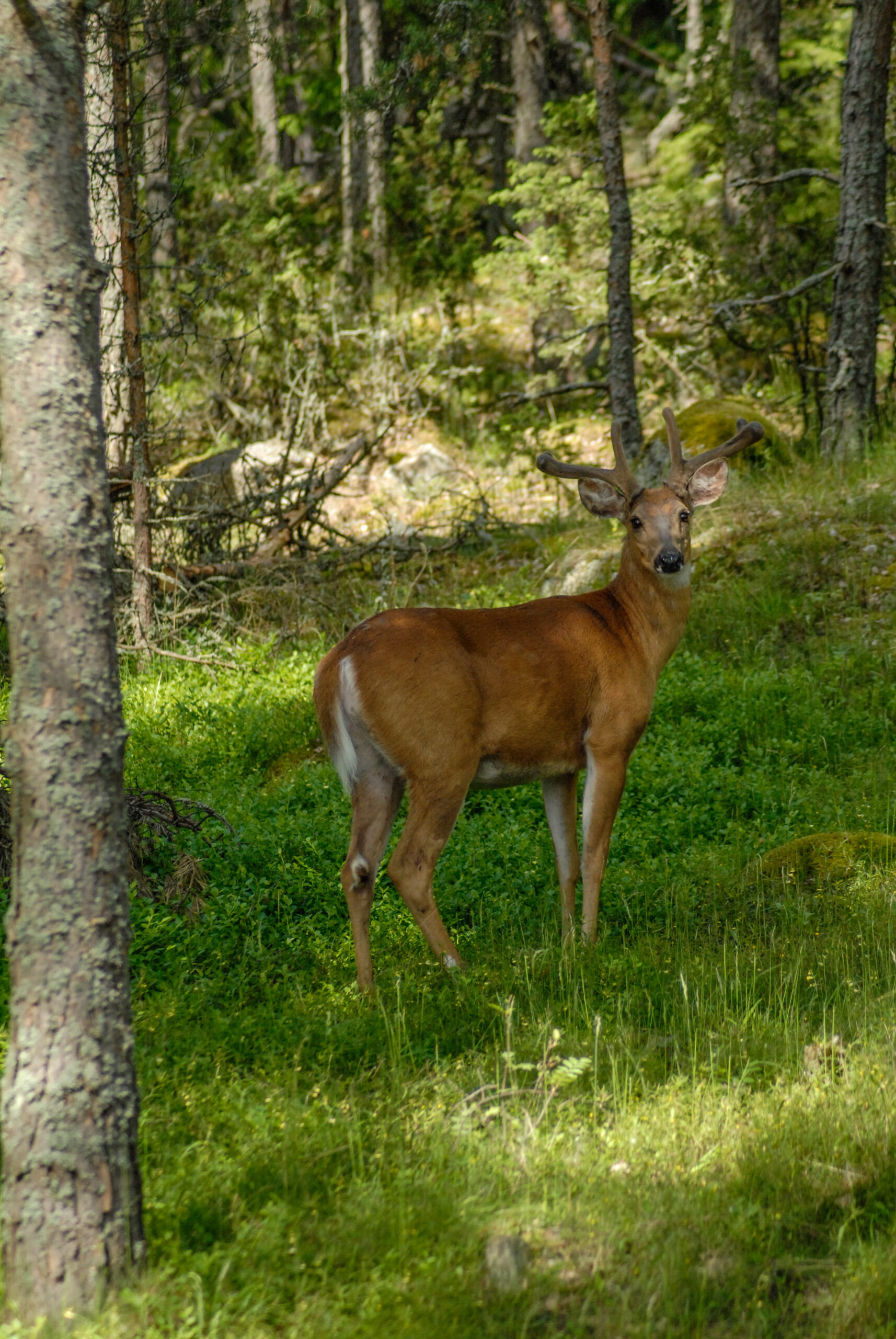 Peurat raivostuttavat osavuosiasukkaita - Iniön Osavuosiasukkaat Ry